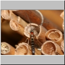 Perithous cf scurra - Schlupfwespe 10a 9mm-fdet03.jpg